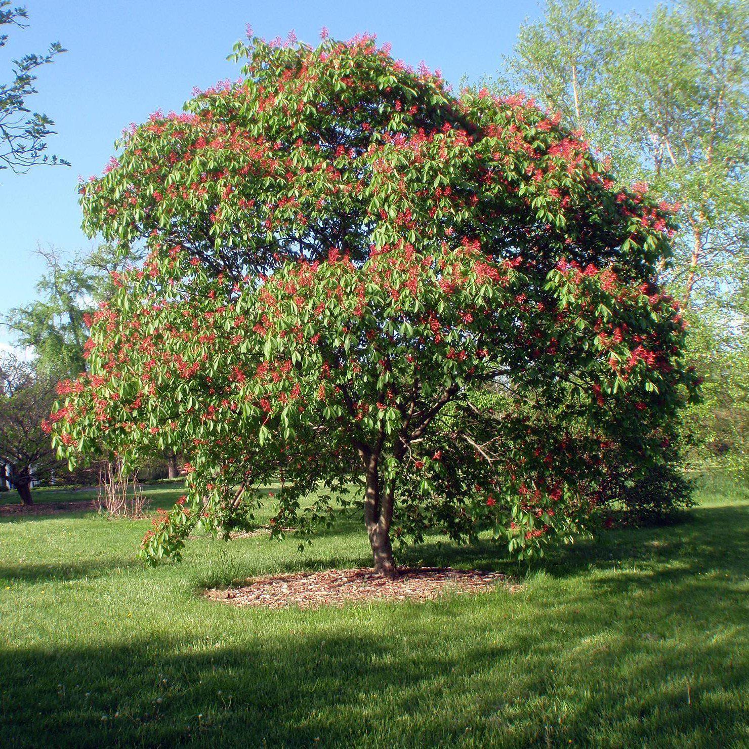 Unveiling The Red Buckeye: A Jewel Of Native Flora In North America ...