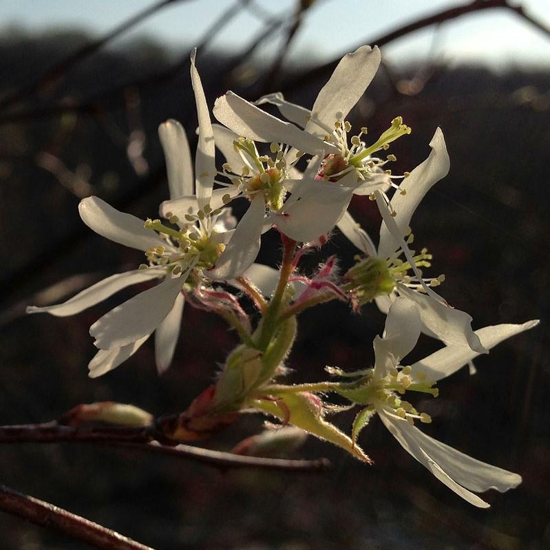 Amelanchier arborea ~ Downy Serviceberry