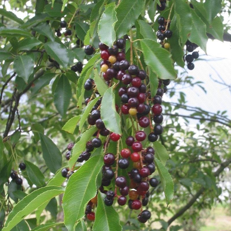 Prunus serotina ~ Black Cherry