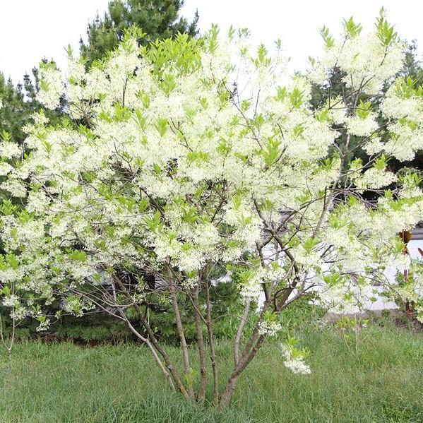 White Fringe Tree, Chionanthus virginicus, Monrovia Plant