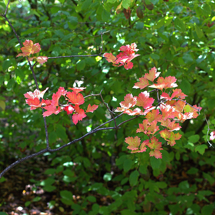 Viburnum opulus var. americanum ~ Highbush Cranberry