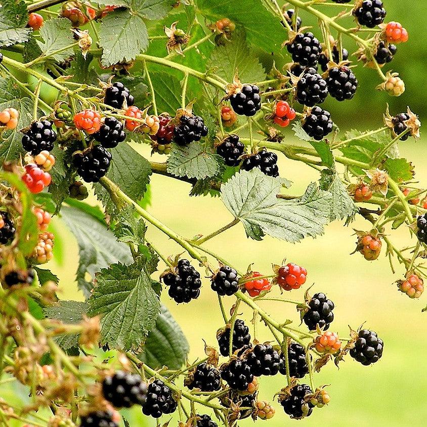 Rubus fruticosus ~ Blackberry