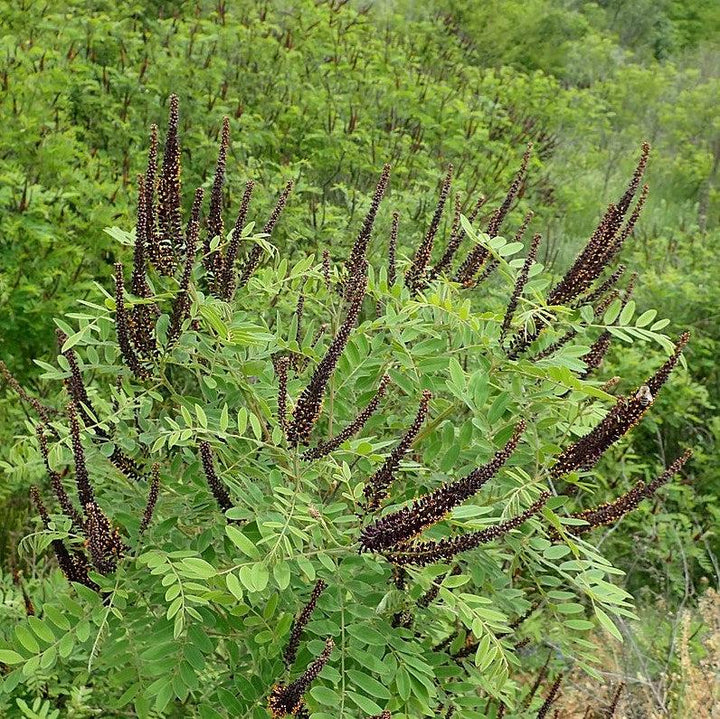 Amorpha fruticosa ~ Indigo Bush