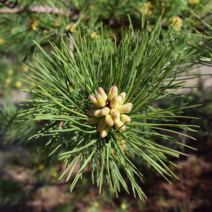 Pinus echinata ~ Shortleaf Pine
