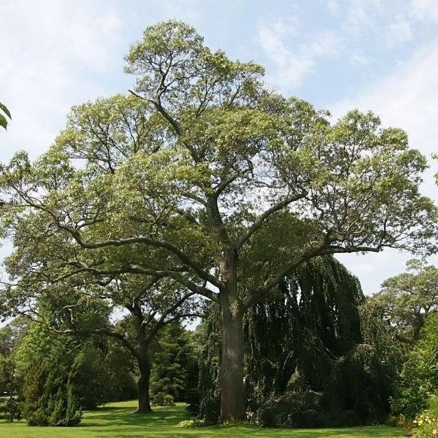 Quercus velutina ~ Black Oak