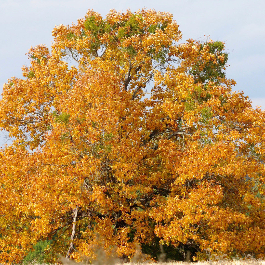 Quercus velutina ~ Black Oak