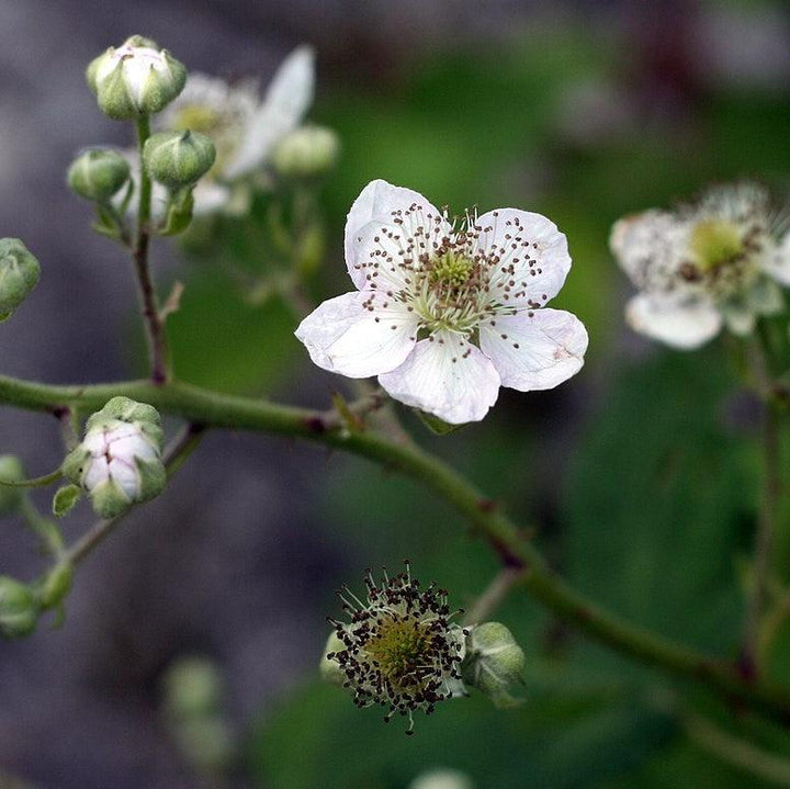 Rubus fruticosus ~ Blackberry