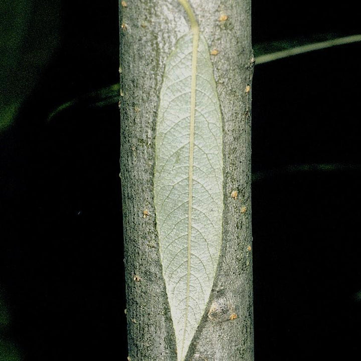 Salix sericea ~ Silky Willow