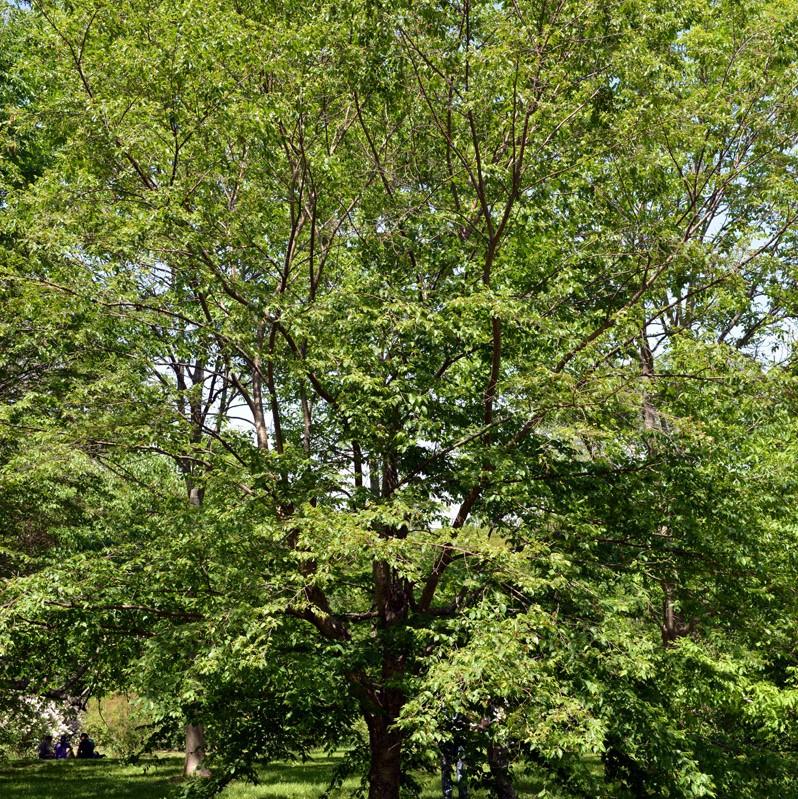 Birch Trees Betula - Hyland's Nursery