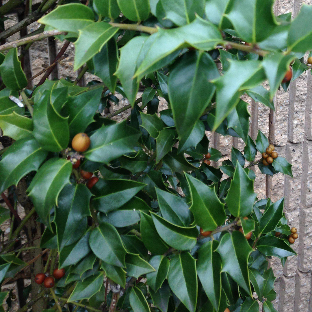 Ilex opaca ~ American Holly