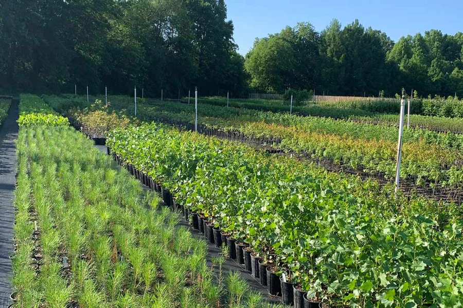 native_plant_nursery_near_me native_plant_nursery_near_me