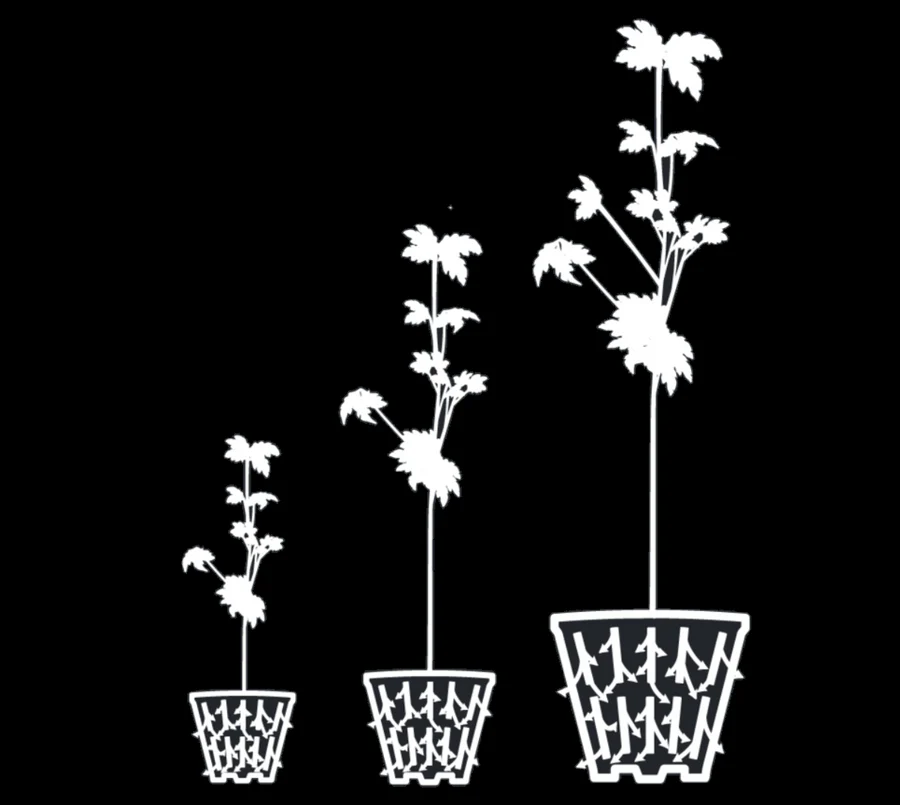 rediroot (1) rediroot (1)