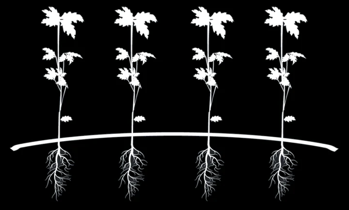 seedlings (1) seedlings (1)