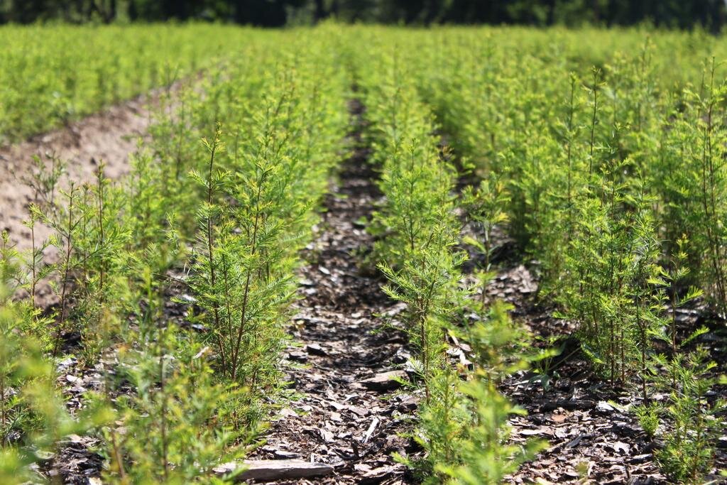 Bald_Cypress_Bare_Root_Seedlings_at_Native_Forest_Nursery Bald_Cypress_Bare_Root_Seedlings_at_Native_Forest_Nursery