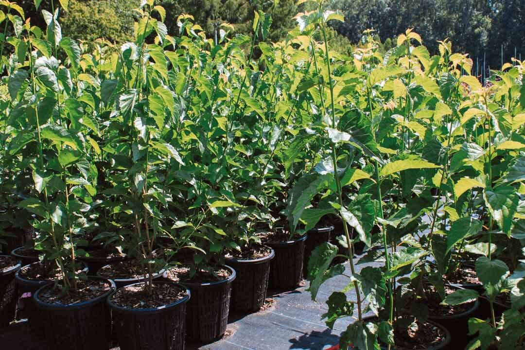 Native-Forest-Nursery-Air-Pruning Native-Forest-Nursery-Air-Pruning