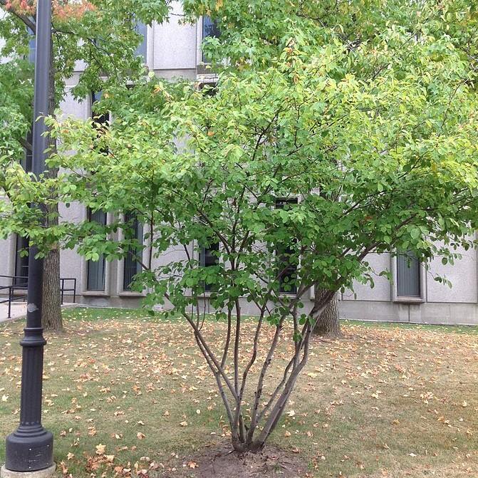 Discover the Allegheny Serviceberry: A Horticultural Gem for Eastern Landscapes