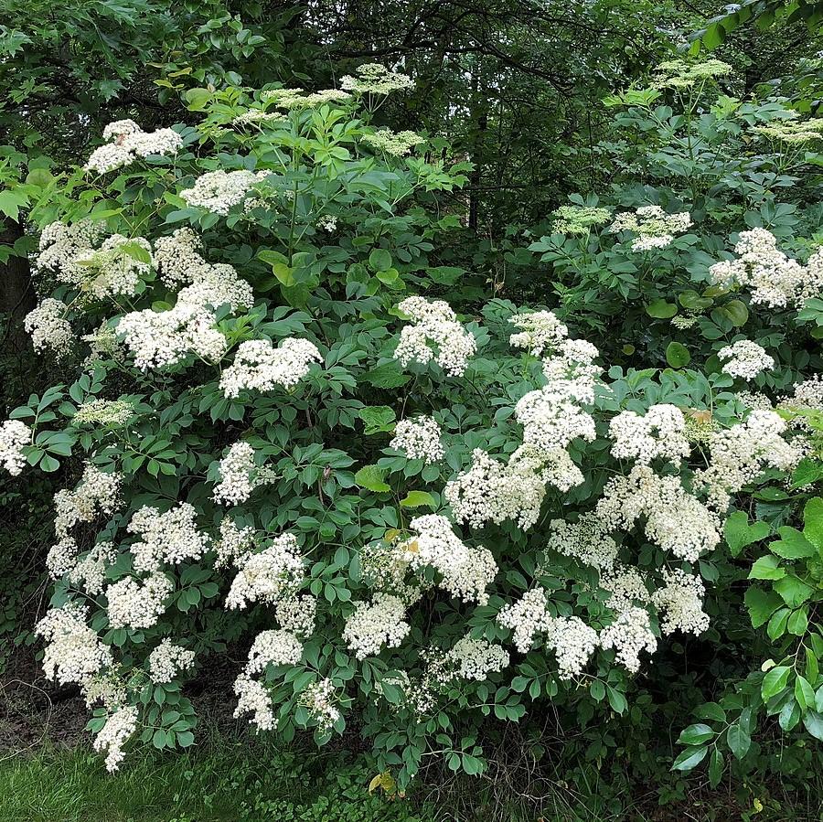 Unveiling the Health and Horticultural Wonders of the American Elderberry: Harnessing Nature's Healing Bounty