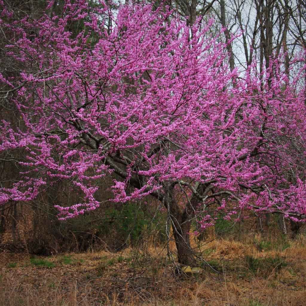 Reveling in the Radiance of the Eastern Redbud: A Native Marvel in North America