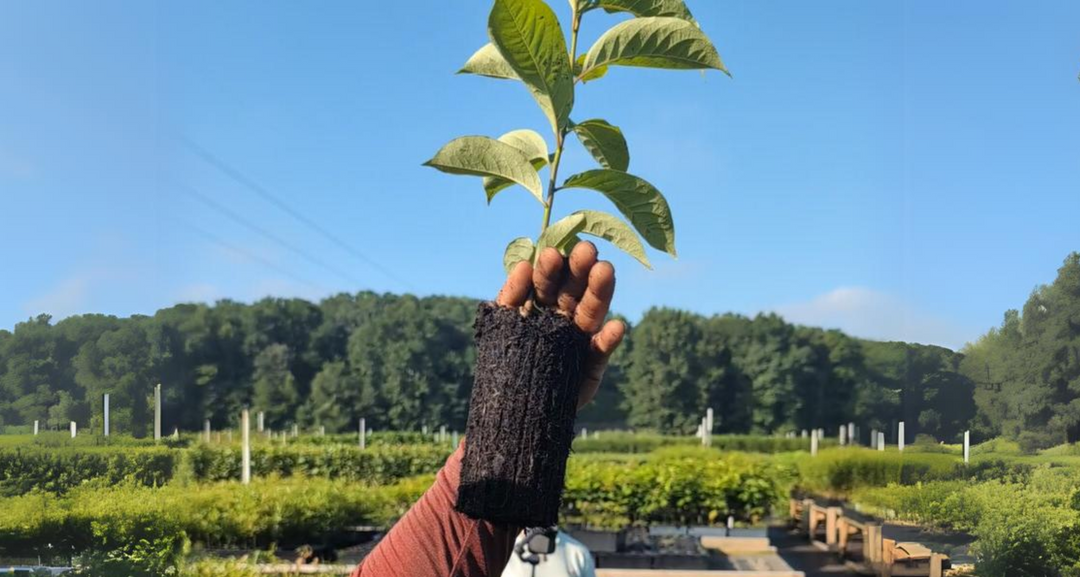 Why Tree Bands in AB9 and RediRoot Pots Are the Future of Planting Projects