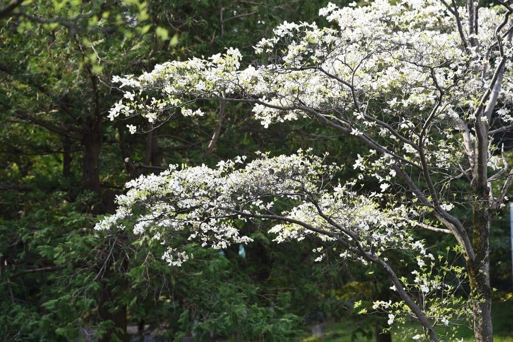 What Trees are Native to the Northeast?