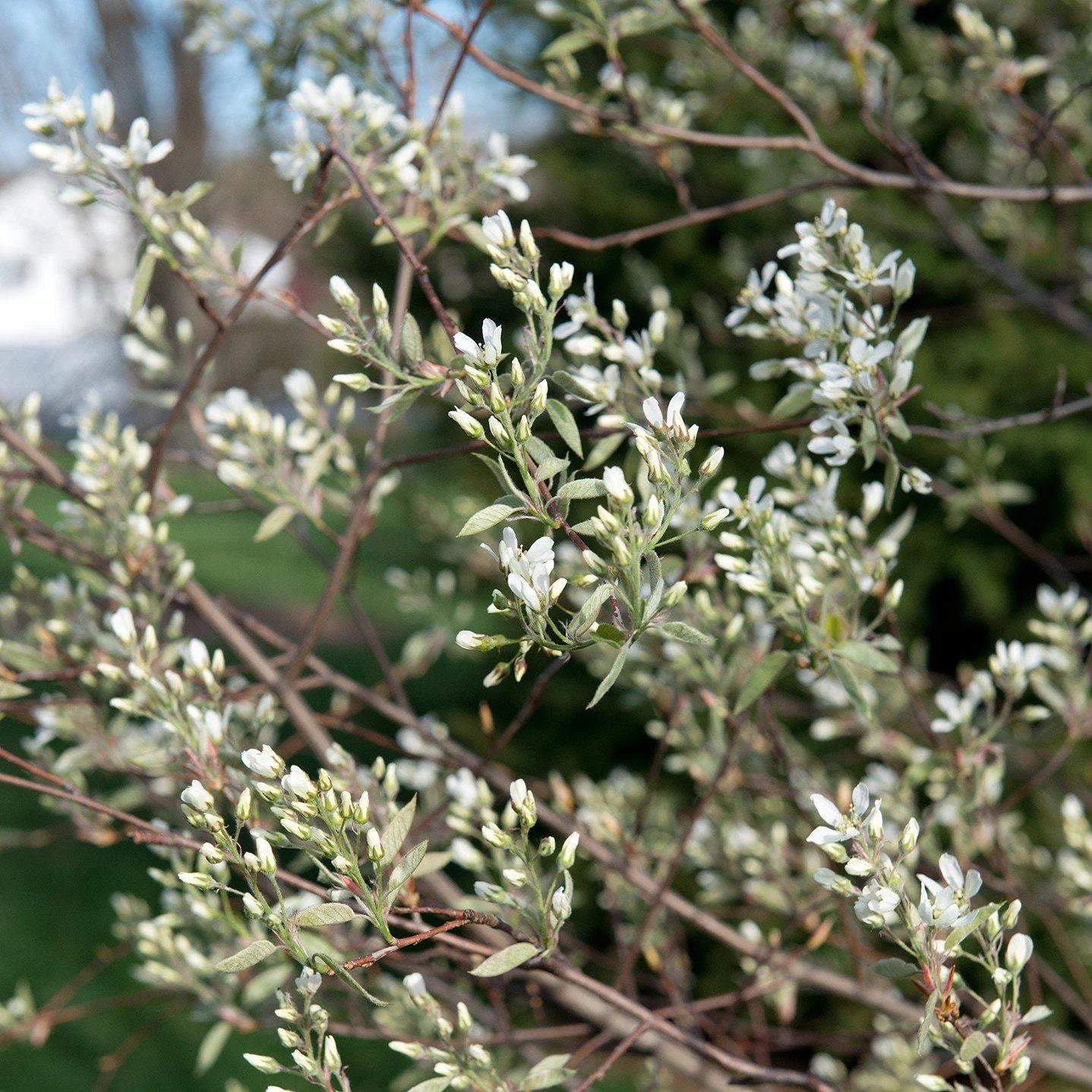 The Shadblow Serviceberry: A Symbol of Native Beauty in North American Landscapes