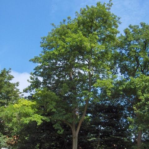 Robinia Pseudoacacia ~ Black Locust – Native Forest