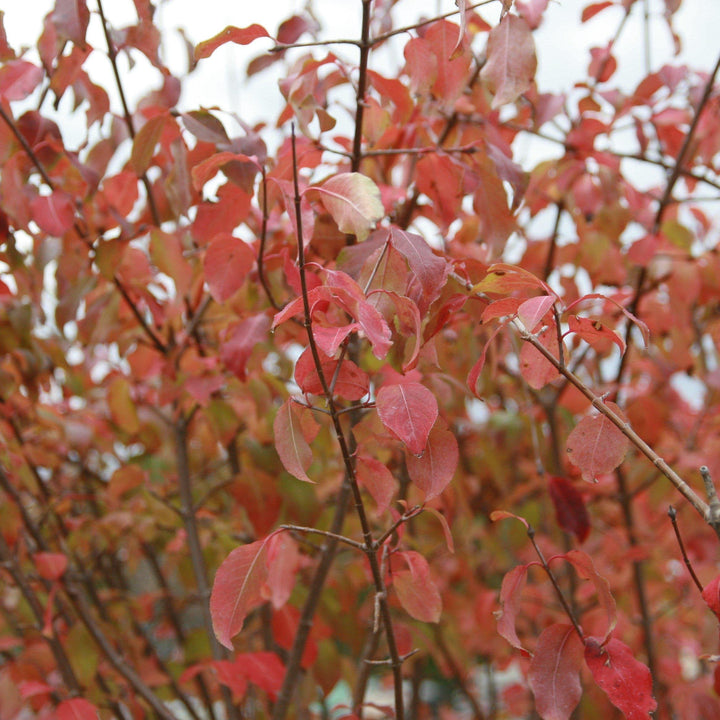 Viburnum prunifolium ~ Blackhaw Viburnum