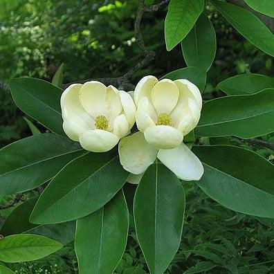 Magnolia virginiana ~ Sweet Bay Magnolia