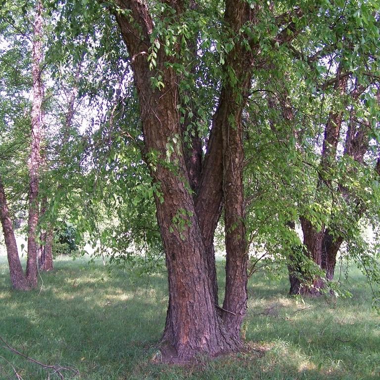 Betula nigra ~ River Birch