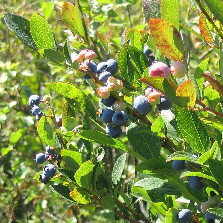 Vaccinium corymbosum ~ Highbush Blueberry