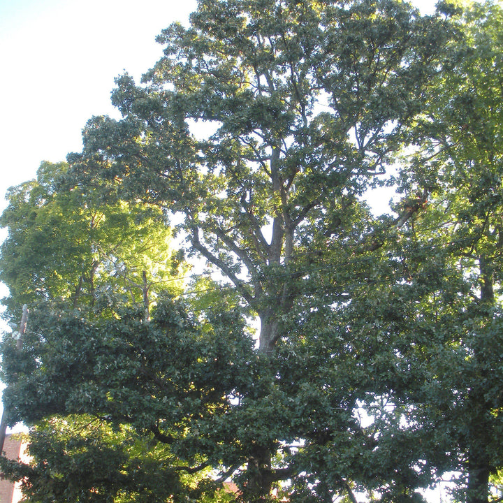 Quercus stellata ~ Post Oak