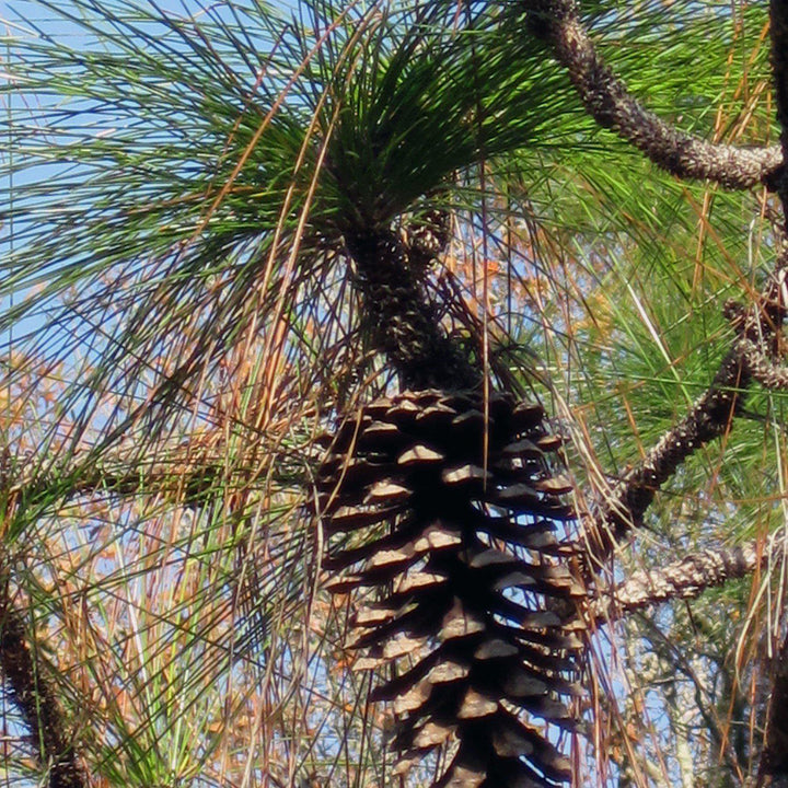 Pinus palustris ~ Long-Leaf Pine, Southern Pine
