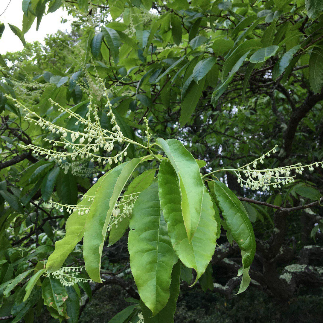 Oxydendrum arboreum ~ Sourwood, Sorrel Tree