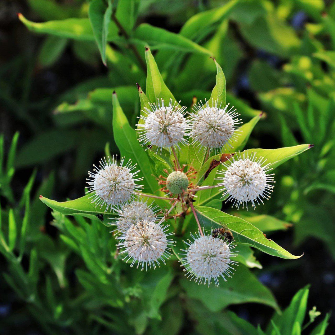 Cephalanthus occidentalis ~ Buttonbush