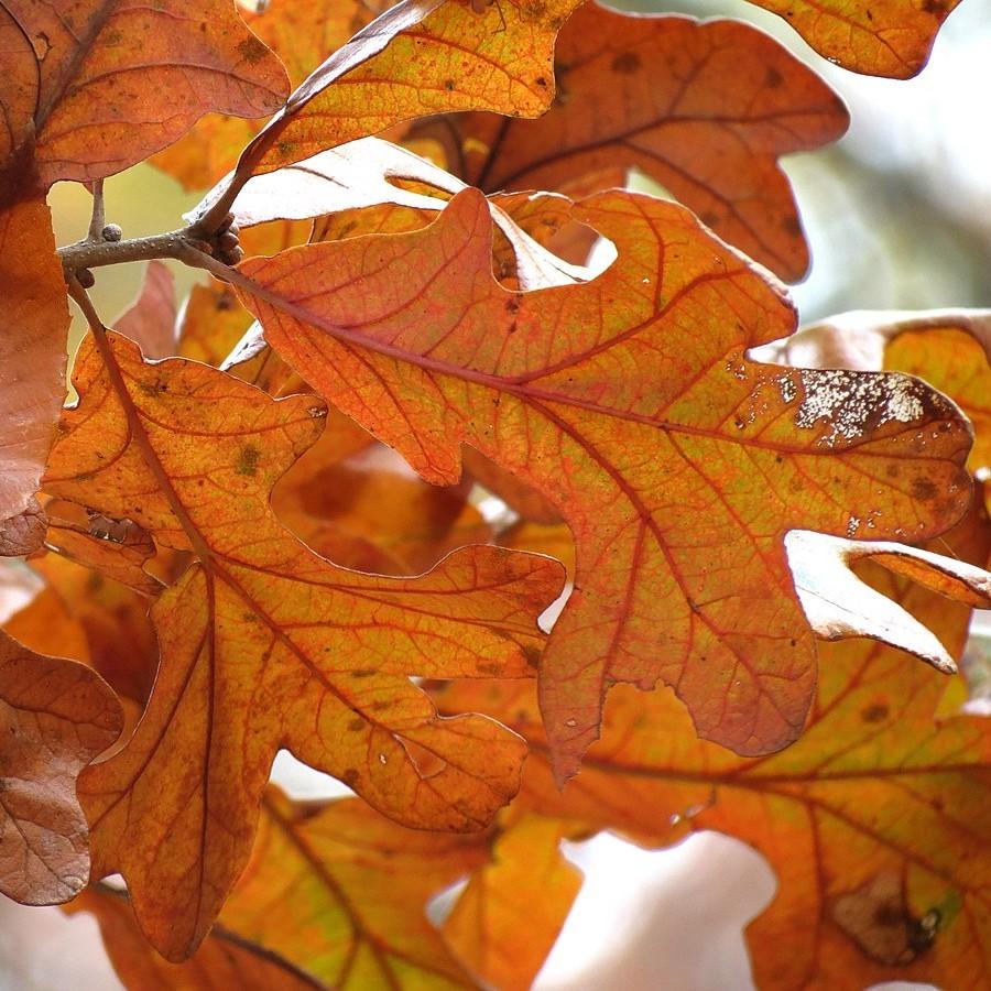 Quercus stellata ~ Post Oak
