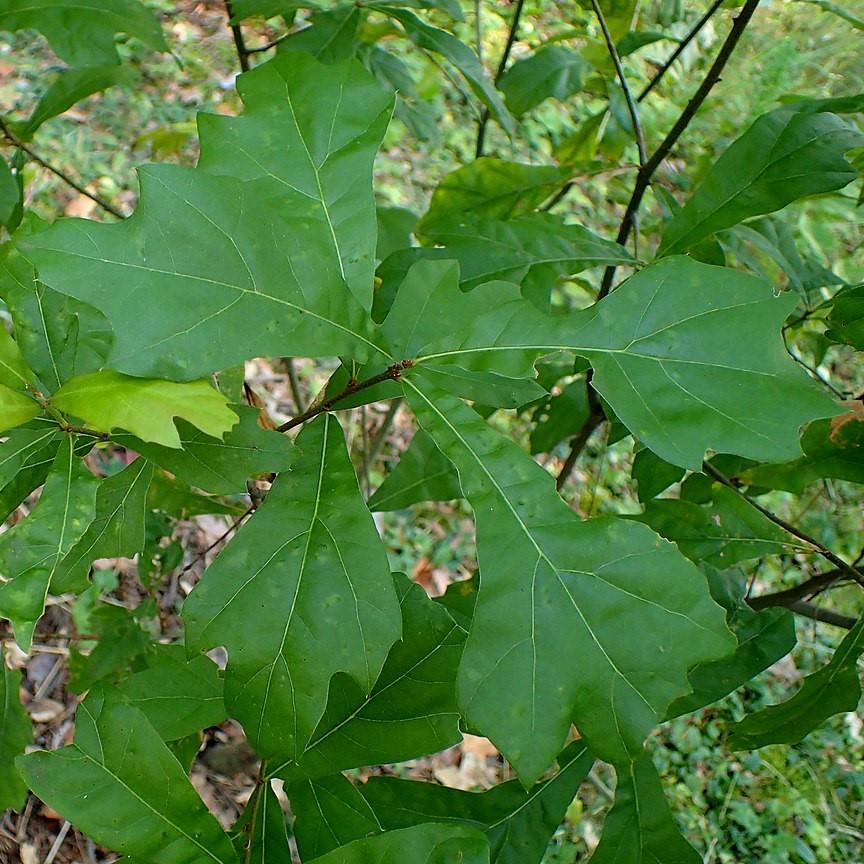 Quercus nigra ~ Water Oak