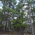 Shortleaf Pine