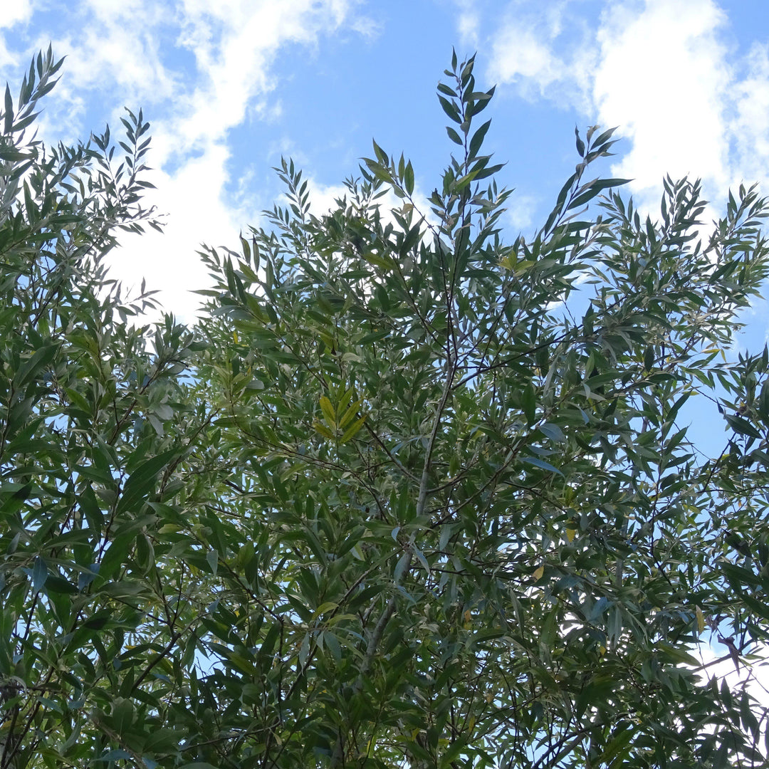 Salix sericea ~ Silky Willow