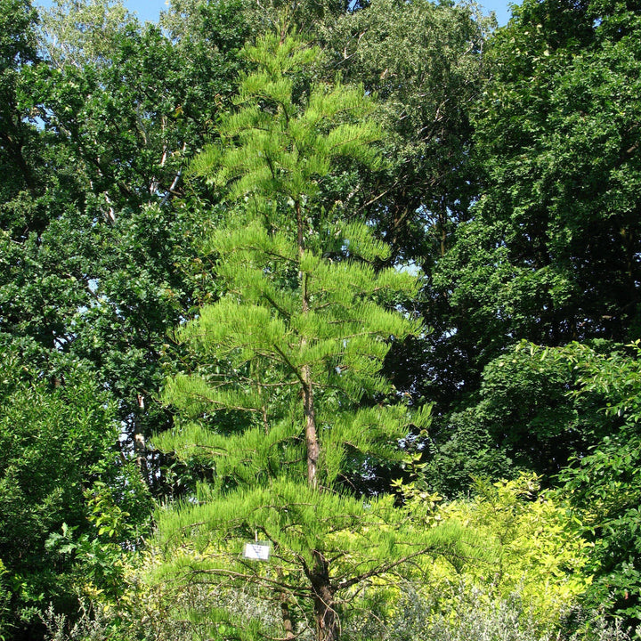 Taxodium ascendens ~ Pond Cypress