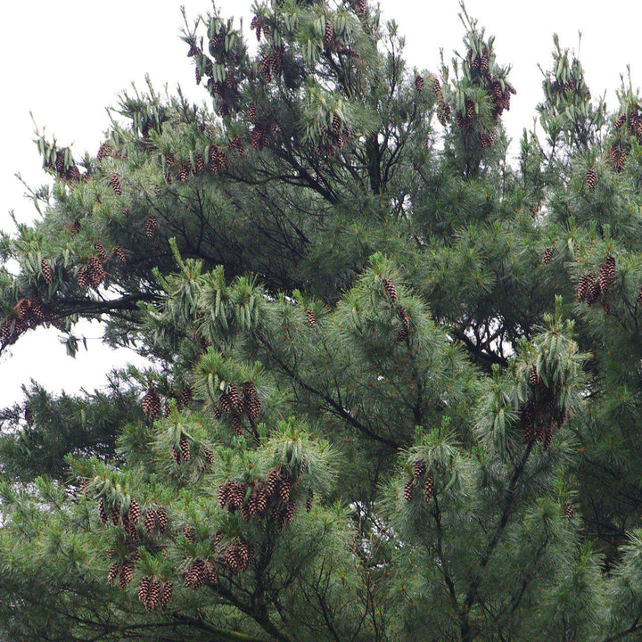 Pinus strobus ~ White Pine