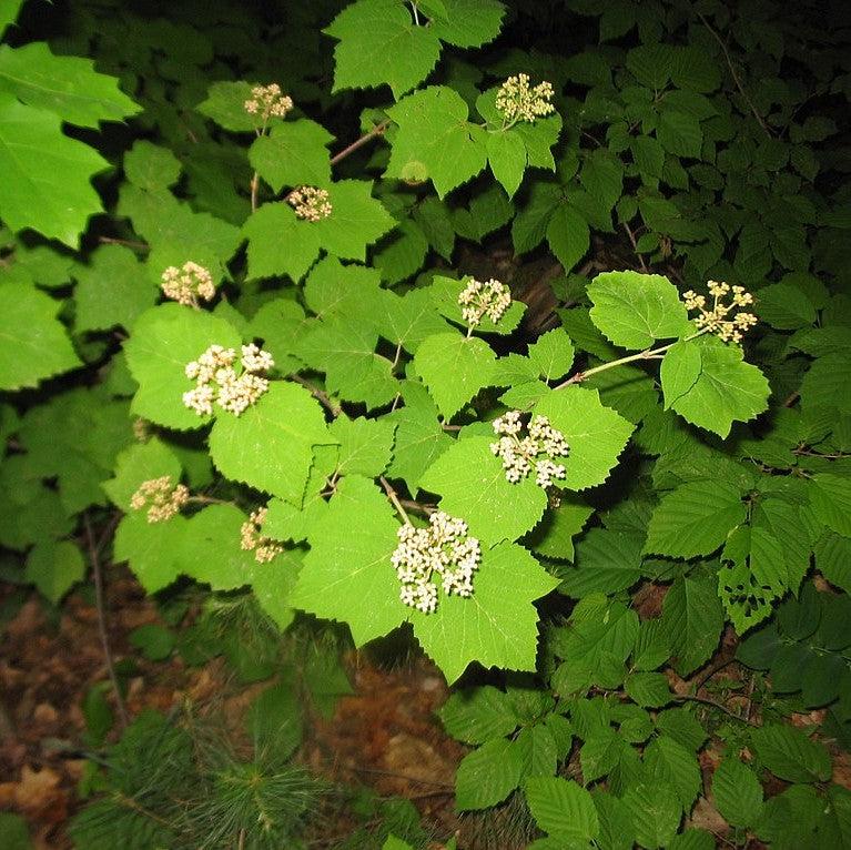 Viburnum acerifolium ~ Mapleleaf Viburnum