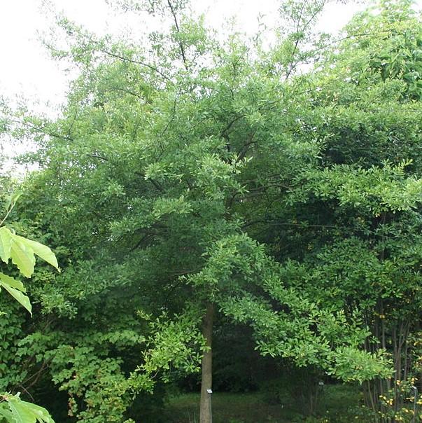 Quercus nigra ~ Water Oak