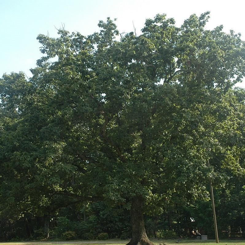 Quercus prinus ~ Chestnut Oak