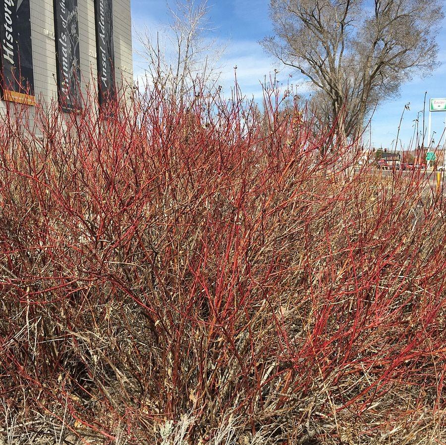 Cornus sericea ~ Red Twig, Red Osier Dogwood