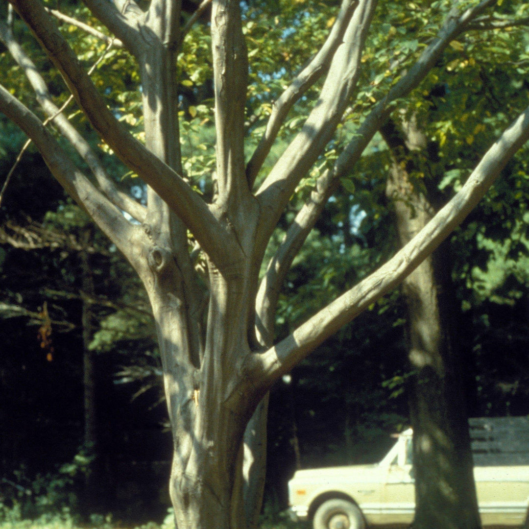 Carpinus caroliniana ~ American Hornbeam, Musclewood