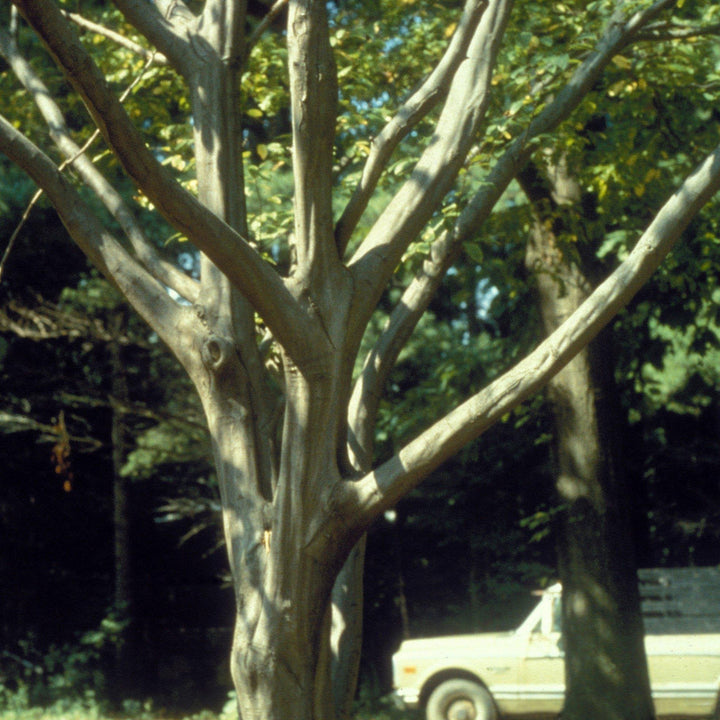 Carpinus caroliniana ~ American Hornbeam, Musclewood