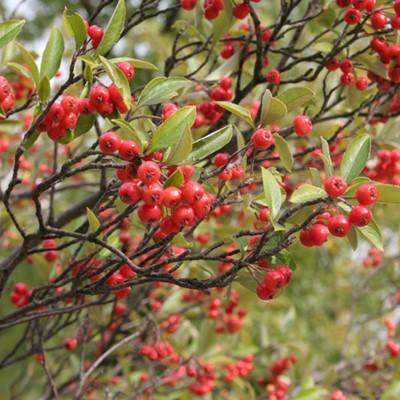 Aronia arbutifolia ~ Red Chokeberry