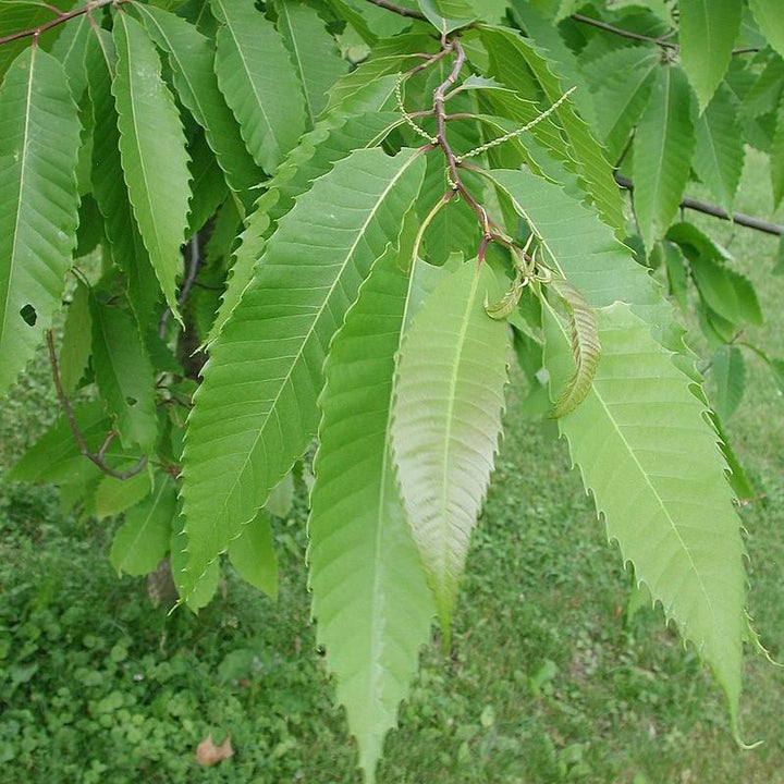 Castanea dentata x mollissima ~ American Hybrid Chestnut