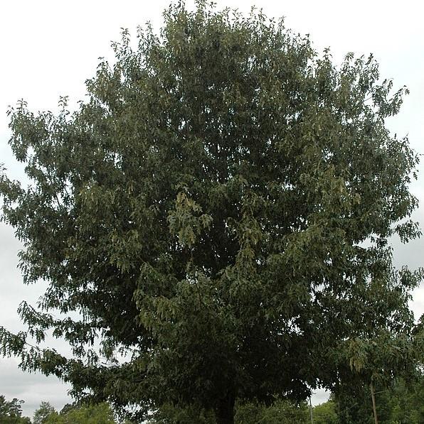 Quercus pagoda ~ Cherrybark Oak