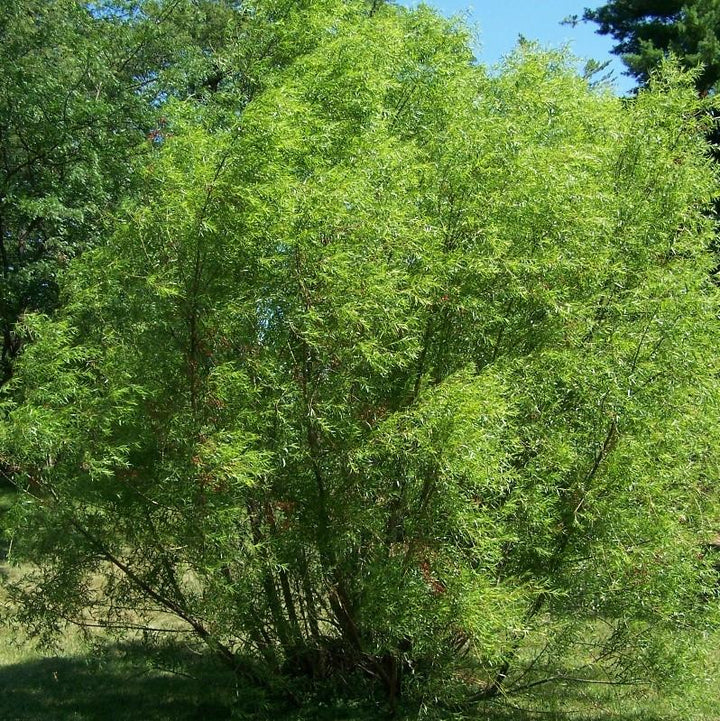Salix nigra ~ Black Willow